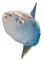mola mola - Free PNG Animated GIF