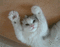 White Cat Making Biscuits - GIF animé gratuit GIF animé