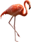 Kaz_Creations Flamingos Birds Bird - zadarmo png animovaný GIF