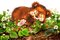 dolceluna spring bear sleep flowers - безплатен png анимиран GIF