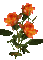 Orange flowers - GIF animé gratuit