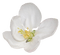 fleur blanche.Cheyenne63 - gratis png geanimeerde GIF