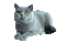 Gray Cat - 無料のアニメーション GIF アニメーションGIF