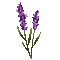 Fleurs.Lavande.lavender.flowers.Victoriabea - GIF animé gratuit GIF animé