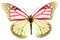 butterfly - png gratuito GIF animata