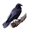 corbeau - PNG gratuit GIF animé