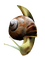 Kaz_Creations Snails Snail - png ฟรี GIF แบบเคลื่อนไหว