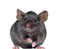 Kaz_Creations Rat-Mouse - png gratuito GIF animata