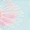 flower overlay background