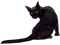 Cat.Black - zadarmo png animovaný GIF