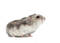 hamster3 - Darmowy animowany GIF