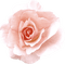 flowers-rose-pink
