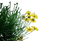 grass,flowers - bezmaksas png animēts GIF