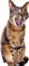 Kaz_Creations Cat - gratis png geanimeerde GIF