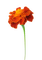 Flores - nemokama png animuotas GIF