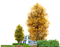 fall autumn leaf leaves landscape paysage - 免费PNG 动画 GIF
