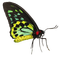 Butterfly - ücretsiz png animasyonlu GIF
