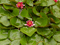 Teichrose - Free PNG Animated GIF