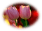 patymirabelle fleurs tulipes
