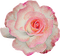 rose - ilmainen png animoitu GIF