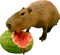 Capybara eat watermelon - png gratuito GIF animata