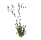 Трава - Bezmaksas animēts GIF animēts GIF