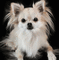 dog - Animovaný GIF zadarmo animovaný GIF