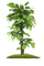 bush by nataliplus - бесплатно png анимированный гифка