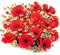 loly33 coquelicot - Free PNG Animated GIF