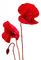 flowers - nemokama png animuotas GIF