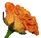 Rose Flower - GIF animado gratis GIF animado