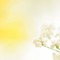 Kaz_Creations Deco  Flowers Backgrounds Background Colours - PNG gratuit GIF animé