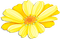 soave deco flowers spring summer scrap yellow - gratis png animeret GIF