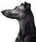 Kaz_Creations Animals Dog - δωρεάν png κινούμενο GIF