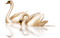 swans bp - ücretsiz png animasyonlu GIF