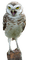 bird-owl-uggla-fågel - nemokama png animuotas GIF