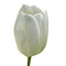Tulipano bianco - png gratis GIF animado