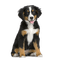 Chien.Dog.Victoriabea - PNG gratuit GIF animé