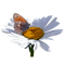 kikkapink butterfly daisy spring summer - PNG gratuit GIF animé