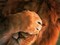 lion - Free PNG Animated GIF