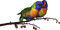 parrot katrin - zadarmo png animovaný GIF
