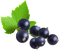 blackcurrant Bb2 - Free PNG Animated GIF