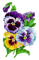 Stiefmütterchen, Blumen - PNG gratuit GIF animé
