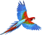 parrot bird sunshine3