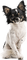 Chihuahua - kostenlos png Animiertes GIF