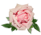 ruusu - ingyenes png animált GIF