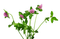 Klee - png gratis GIF animasi