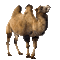 Kaz_Creations Camel - GIF animé gratuit GIF animé