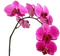 flores*kn* - gratis png animerad GIF