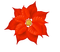 Poinsettia flower ❤️ elizamio